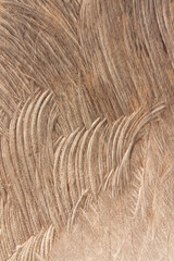 Curve texture on surface of dry wood