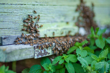 Plenty of bees at the entrance of beehive in apiary. Busy bees, close up view of the working bees. Wooden beehive and bees.