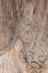Texture, lines and curves on surface of dry brown wood 