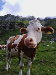 Cow and mountains in the background. Austrian Alps in the morning fog.