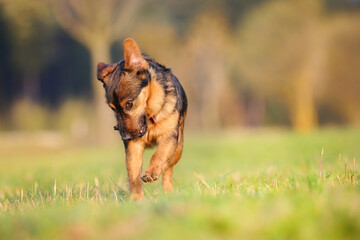 terrier dog have fun in the meadow 
