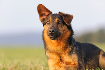 terrier dog portrait in the meadow 