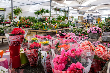 exhibition and sale of garden plants, Llucmajor, Mallorca, Balearic Islands, Spain