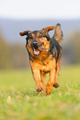 terrier dog have fun in the meadow 