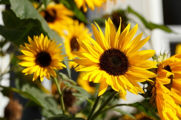 Sonnenblumen, Blume, Blüte, Deutschland, Europa