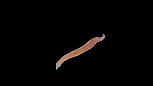 Worm Nemertea Prostoma sp. under the microscope, of the Tetrastemmatidae family. Freshwater species, predator. Sample found in the Volga River