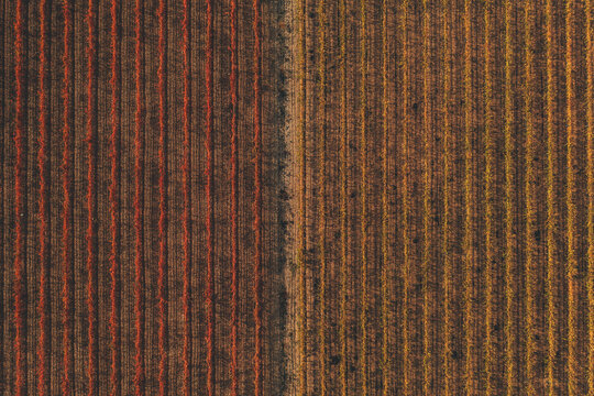 Aerial view of vineyards field in Autumn near Verd&ugrave; in Lleida state, Spain.