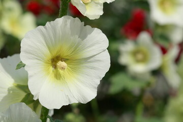 Blühende weisse Stockmalven , ,Deutschland, Europa