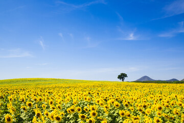 Fototapeta premium Sunflower field with clear sky background.