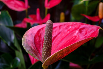 Anthurium andraenum, Mallorca, Balearic Islands, Spain