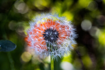 Dandelion over Tulip