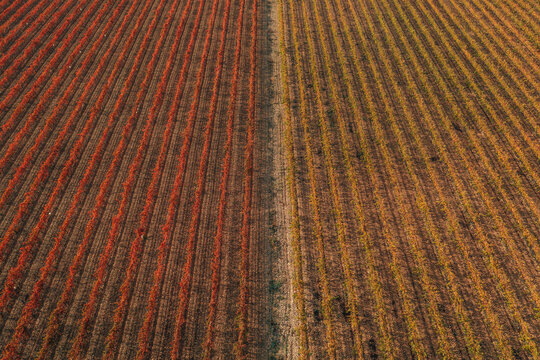 Aerial view of a truck driving a straight road across the vineyards fields near Verd&ugrave; township in Lleida state, Spain.