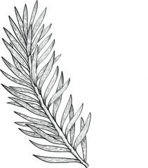 Obraz premium Hand drawn vector black line art. Sketch outline illustration. Conifers evegreen tree branch