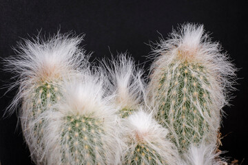 cotton wool on cactus spines, Pilosocereus, Mallorca, Balearic Islands, Spain