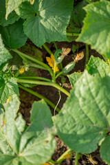 Young fresh green cucumbers grow in garden in open ground on brown soil background with copy space for text.