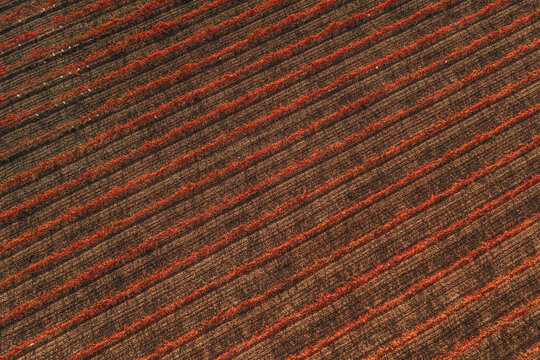 Aerial view of a truck driving a straight road across the vineyards fields near Verd&ugrave; township in Lleida state, Spain.