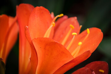 Clivia miniata, Mallorca, Balearic Islands, Spain