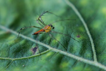 a small spider on a green leaf