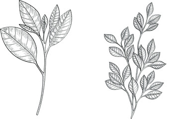 Hand drawn vector black line art. Tree branches with leaves outline illustration. 