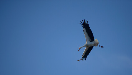 Cigüeña volando en un cielo azul con sus alas extendidas