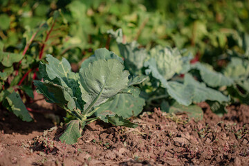 Growing green cabbage in the open field.
