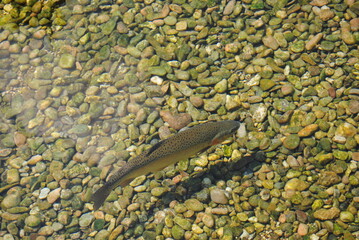 fish in the clear river