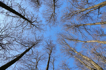 Bottom view to tops of leafless trees against a blue sky. Forest in winter or early spring