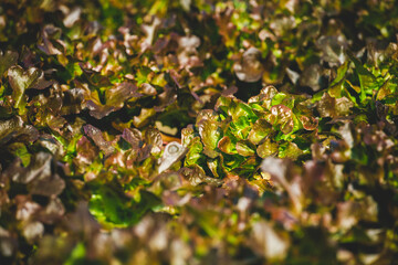 Green Lettuce leaves on garden beds in the vegetable field. Gardening background with green 
Salad plants in the open ground