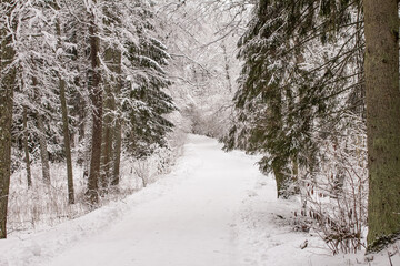 Photo of the winter forest.