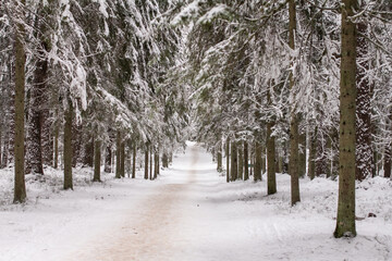 Photo of the winter forest.