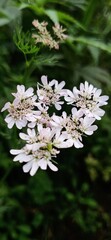white flowers in the garden