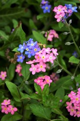 Obraz premium Vergissmeinnicht