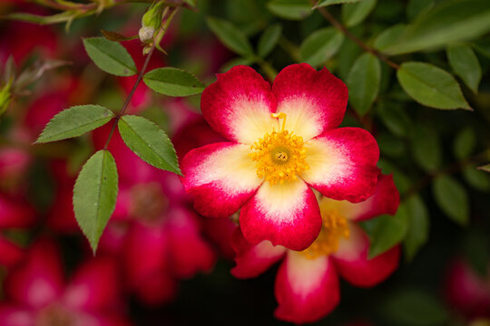 Prairie Rose (Rosa Arkansana)