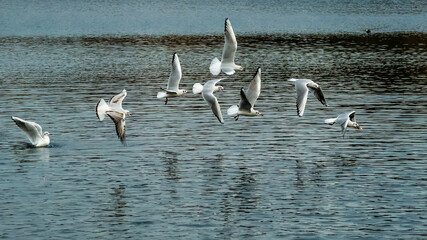 Flock of seagulls chasing a seagull with food in its beak over lake, reflections in water surface 