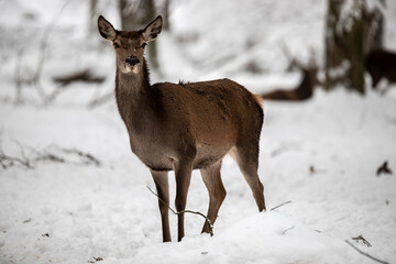 Harzs Mountains © Nikolas