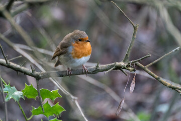 Robin looking alert in a tree on a cold winters day