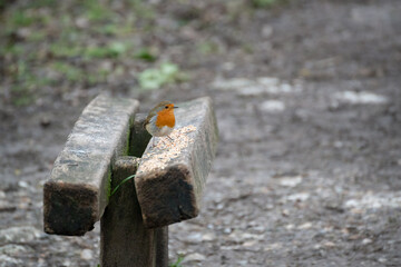 Robin perched on a wooden bench sprinkled with bird seed