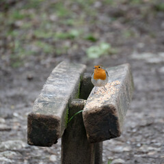 Robin perched on a wooden bench sprinkled with bird seed