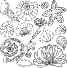 vector set seashells and stars hand drawing
