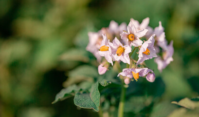 Potato flowers blossom in sunlight grow in plant. White blooming potato flower on farm field. Close up organic vegetable flowers blossom growth in garden.