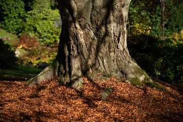 Beech tree leaves in autumn