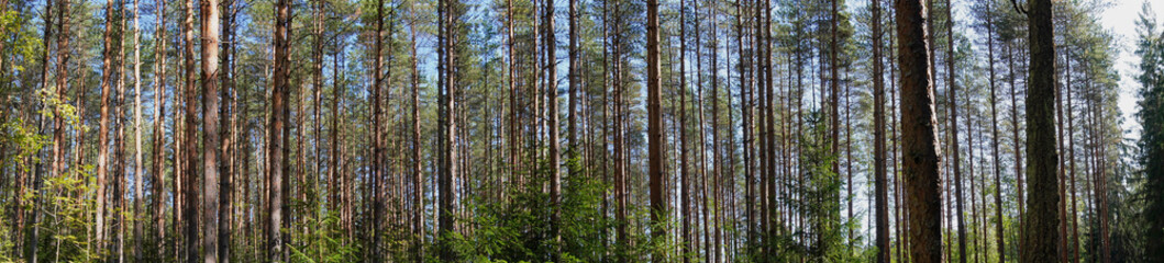 Panoramic view of an European Red Pine forest in Finland, focused on the height of the trunks