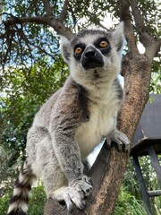 Ring Lemur Close Up Shot