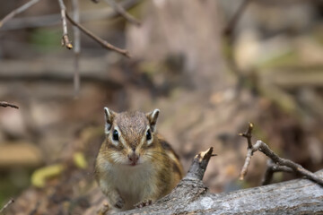 シマリス Chipmunk