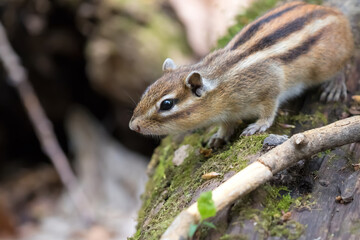 シマリス Chipmunk