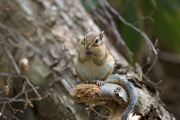 シマリス Chipmunk