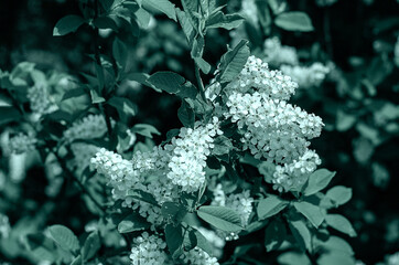 Blooming branch of bird cherry in the spring garden. White flowers on a background of green leaves, natural background, spring blooming concept. Tidewater green tint.