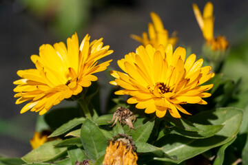 可憐なオレンジ色のキンセンカの花
