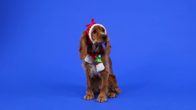 Front view of an English Cocker Spaniel wearing a red cap with antlers and a red scarf sitting in full growth. Pet in the studio on a blue background. New Year concept, postcard. Slow motion. Close up