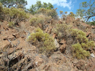 Panorama of a difficult mountain trail winding through dry prickly vegetation to the top of a mountain covered with young forest.